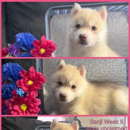 Sanji - Red and white male Siberian Husky puppy in Canton, Ohio from Bleu Skies Siberian Huskies