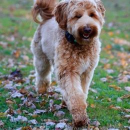 Ogin - Australian Labradoodle