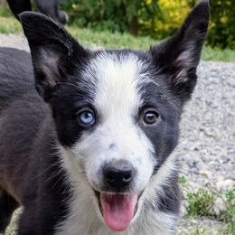 Boy 3 - Border Collie puppy from Thundering Paws Farm