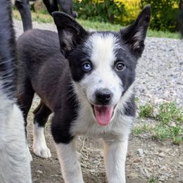 Boy 3 - Border Collie puppy from Thundering Paws Farm