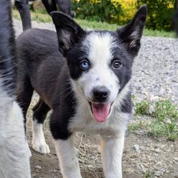 Boy 3 - Border Collie puppy from Thundering Paws Farm