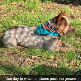 Jax - Australian Cattle Dog