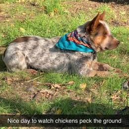 Jax - Australian Cattle Dog