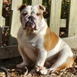 Tommy - Bulldog
