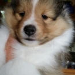 Shetland Sheepdog Puppies from Costa Del Sol Shelties