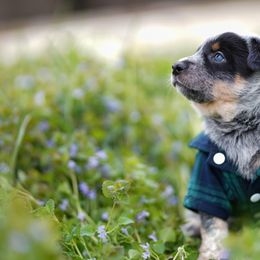 Australian Cattle Dog and Collie Puppies from Blackberry Hills