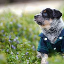 Australian Cattle Dog and Collie Puppies from Blackberry Hills