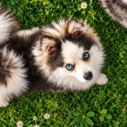 Grayson - Pomeranian