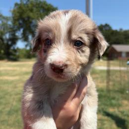 Boy 1 - Red merle male Border Collie puppy in Shawnee, Oklahoma from Cross K Working Collies - Pure Bred Border Collies