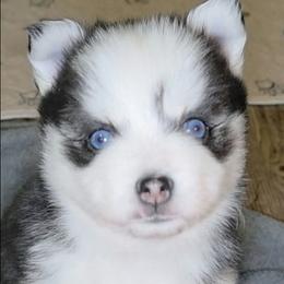 Draco - Black and white male Pomsky puppy in Fredericksburg, Virginia from Purely Pomskies