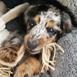 Dachshund Puppies from Strom Ranch