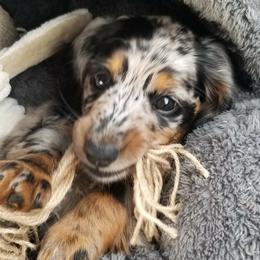 Dachshund Puppies from Strom Ranch