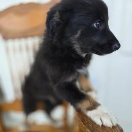 Prince - Black tri-color male Australian Shepherd puppy in Wrightsville, Georgia from Wild Magnolia Farms Aussies