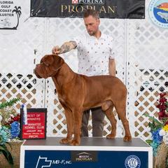 Nigel - Dogue de Bordeaux