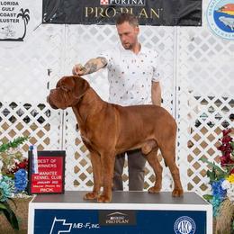 Nigel - Dogue de Bordeaux