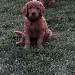 Goldendoodle Puppies from Triple HHH puppies