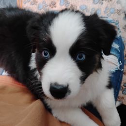 Elsa - Australian Shepherd puppy from Heart and Solberg Aussies