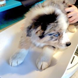 Australian Shepherd Puppies from Winsome Aussies