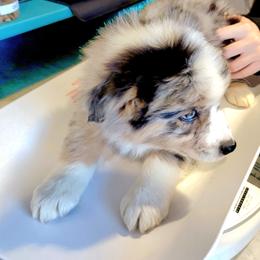 Australian Shepherd Puppies from Winsome Aussies