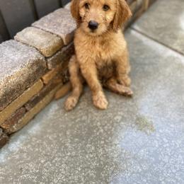 Goldendoodle Puppies from Dhalia’s Doodles