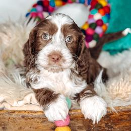 Timber - Chocolate male Australian Labradoodle puppy in Decatur, Alabama from Southern Meadows Doodles