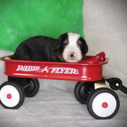 Green Boy - Black rust and white male Bernese Mountain Dog puppy in Bayard, Nebraska from Colson Kennels