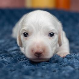 Quinn - Cream male Dachshund puppy in Barnesville, Pennsylvania from Dachsy