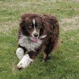 Australian Shepherds from Runnin Stars Australian Shepherds