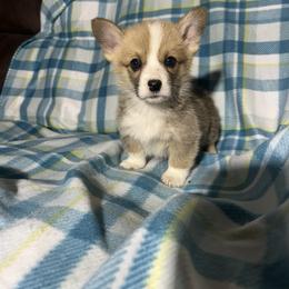 Bernie - Red male Pembroke Welsh Corgi puppy in Maupin, Oregon from Bailey Nannini