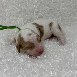 Daisy - Parti female Goldendoodle puppy in Casselberry, Florida from My Little Doodle