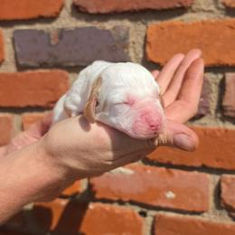 Peppermint Patty - Lemon and white female Basset Hound puppy in Bellaire, Ohio from Blessed Bassets