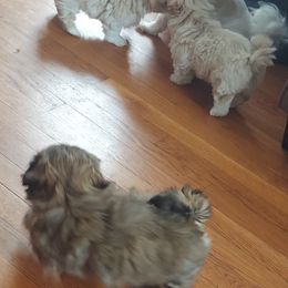 Shih Tzu Puppies from N.F.S.T Imperial ShihTzu Puppies.