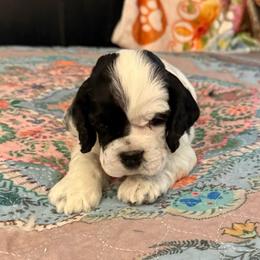 Green collar boy - Black and white male Cocker Spaniel puppy in Boca Raton, Florida from Gold-Coast Cockers