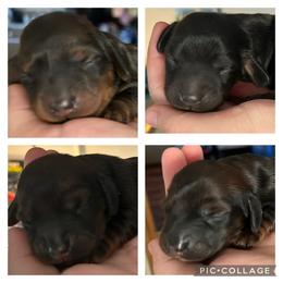 Dachshund Puppies from Sterling Doxies