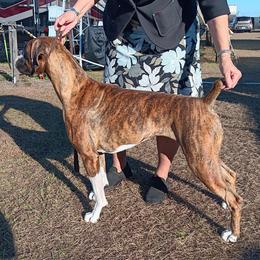Boxer puppies from Like The Wind Boxers