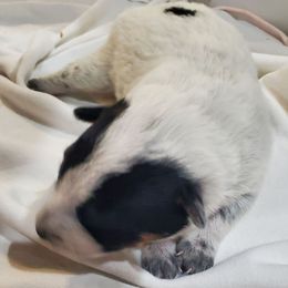 Flax - Blue male Australian Cattle Dog puppy in Monterey, Tennessee from Quarter Acre Farms