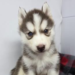 Smoke 1 blue, 1 parti eye - Red and white male Siberian Husky puppy in Kansas City, Missouri from Anuun's Huskies