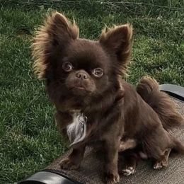 Ollie - Chihuahua