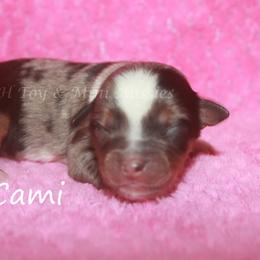 Cami - Blue merle female Toy Australian Shepherd puppy in Godley, Texas from Flying H Toy and Mini Aussies