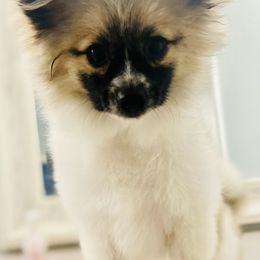 Pomeranians from The Pom Squad