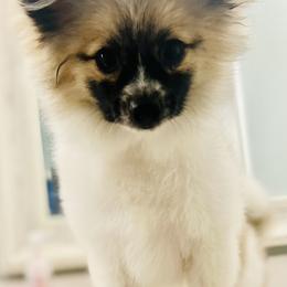 Pomeranians from The Pom Squad