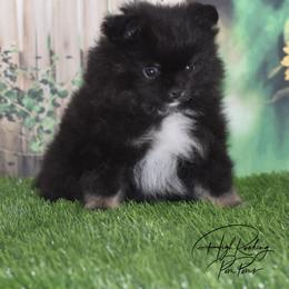 Girl 2 - Black and tan female Pomeranian puppy in Fort Jones, California from High Rocking Pom Poms
