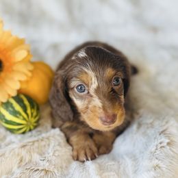 DASH - Dapple male Dachshund puppy in Holtwood, Pennsylvania from Holly Hill Dachshunds