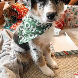 Australian Shepherd Puppies from Janovsky Australian Shepherds
