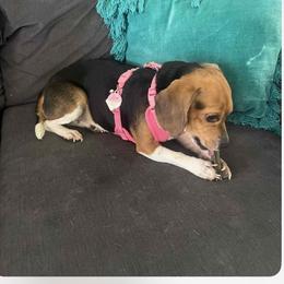 Lexi - Beagle