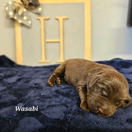 Wasabi - Chocolate male Labrador Retriever puppy in Macomb, Missouri from Hicks Family Homestead