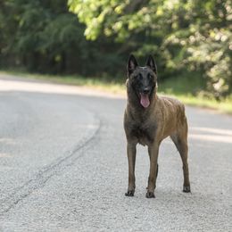 Belgian Malinois puppies from Faubion Malinois