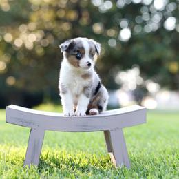 Latte - Blue merle male Miniature Australian Shepherd puppy in White Oak, Texas from Triple Lake Ranch Miniature Australian Shepherds