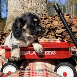 Ryder (formerly Sir Loin) 2800 - Piebald male Dachshund puppy in Hendersonville, North Carolina from Snarky Doxy Miniature Dachshunds