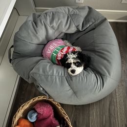 Cavapoo and Shihpoo Puppies from Haus of Doodles